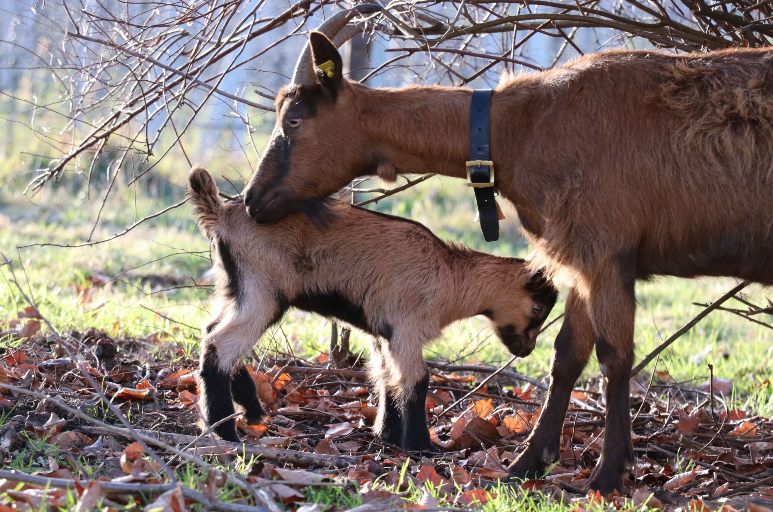 Nachwuchs bei den Stiefelgeissen