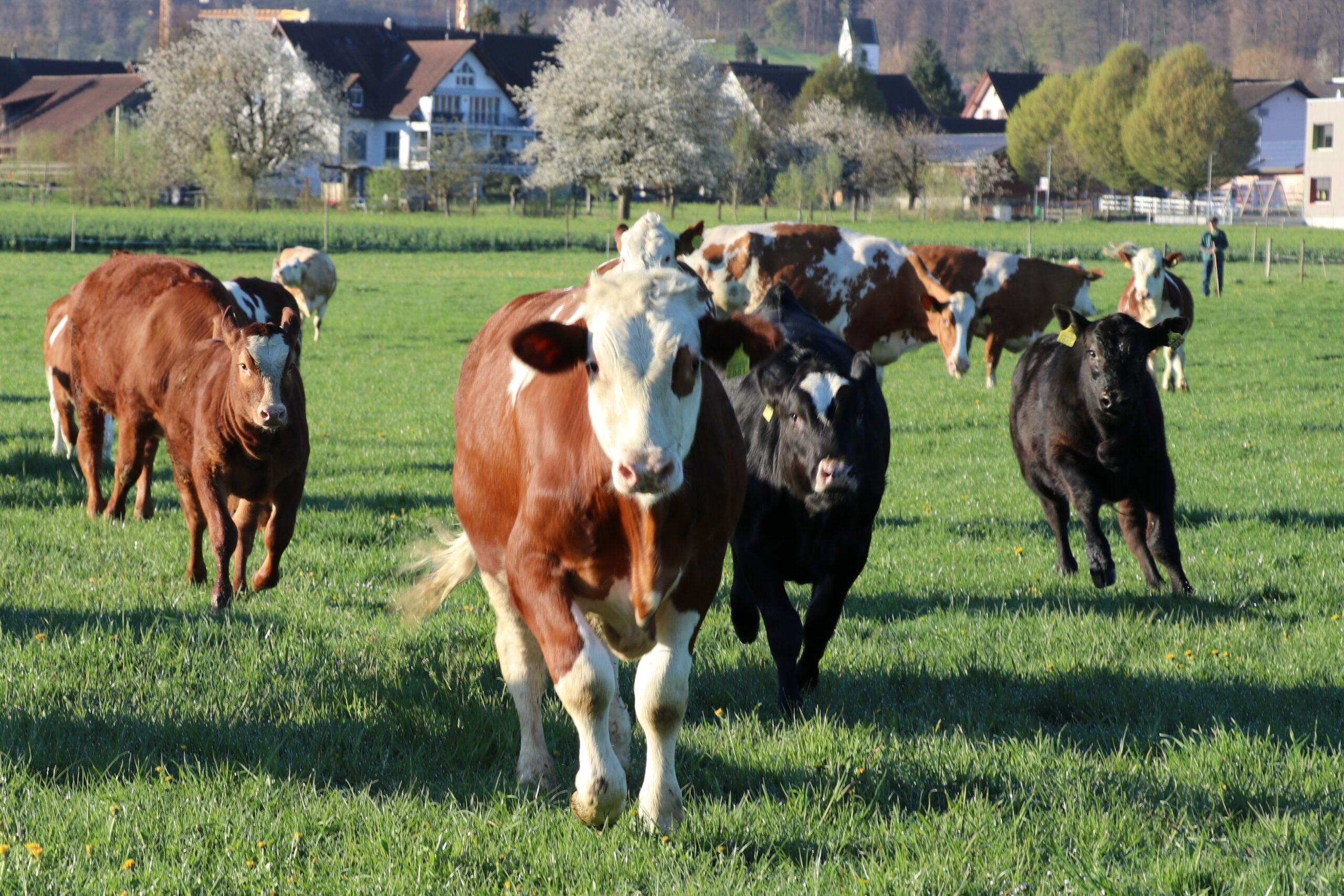 Wenn das Rindvieh wild wird